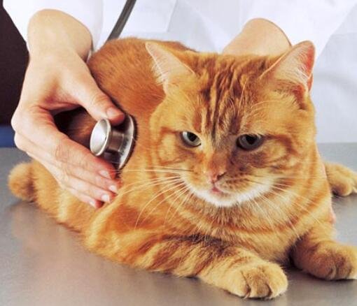 protecing cat health 